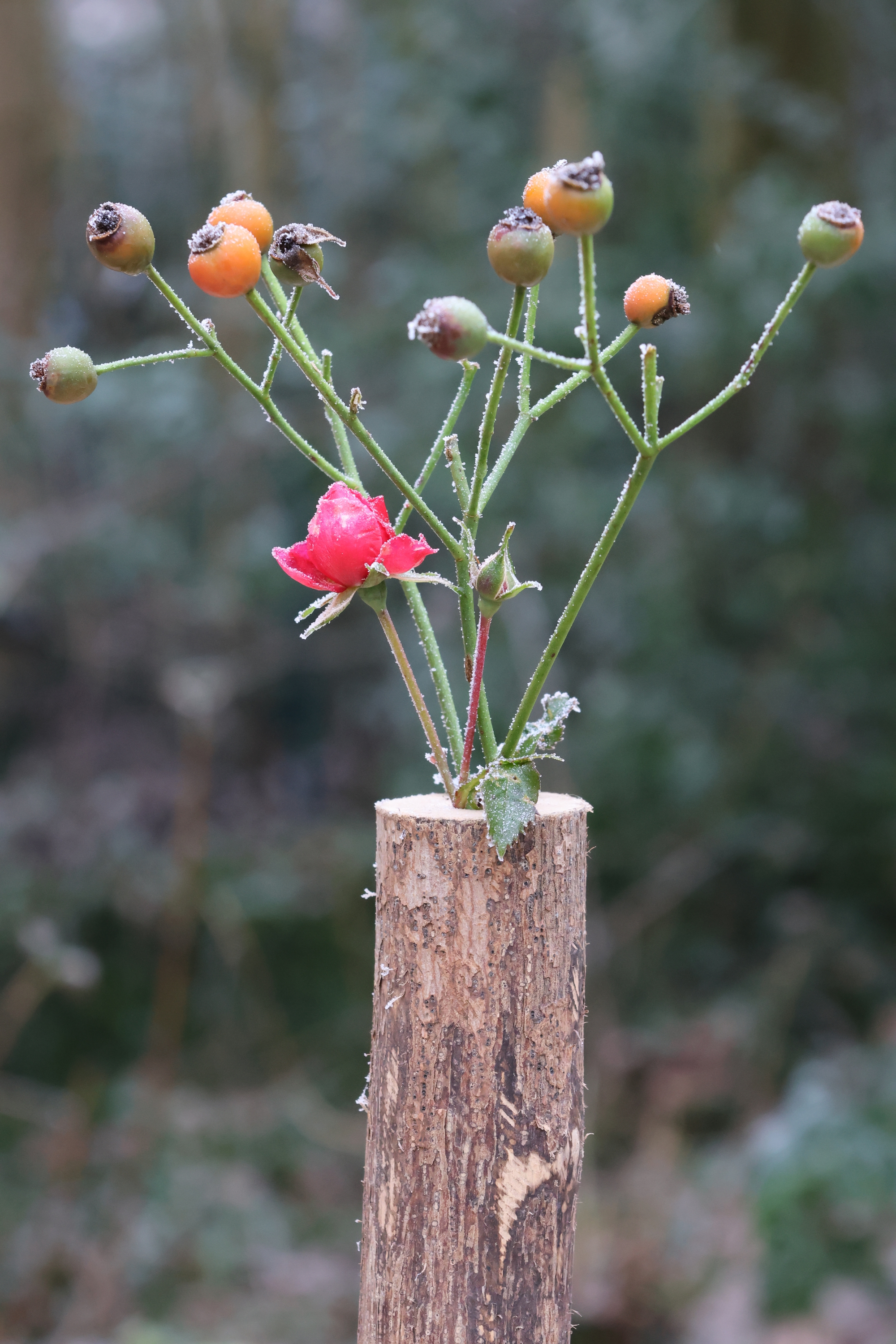 Vase "Haselnuss" - für drinnen und draussen