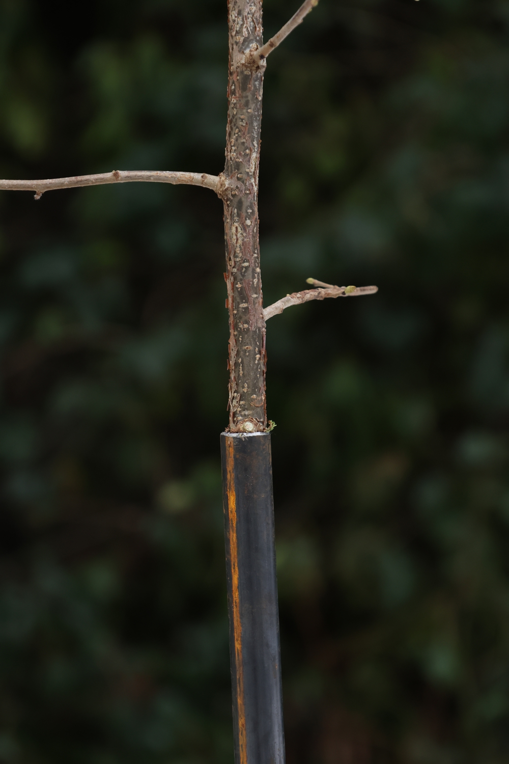 Meisenknödelhalter für weiche Böden