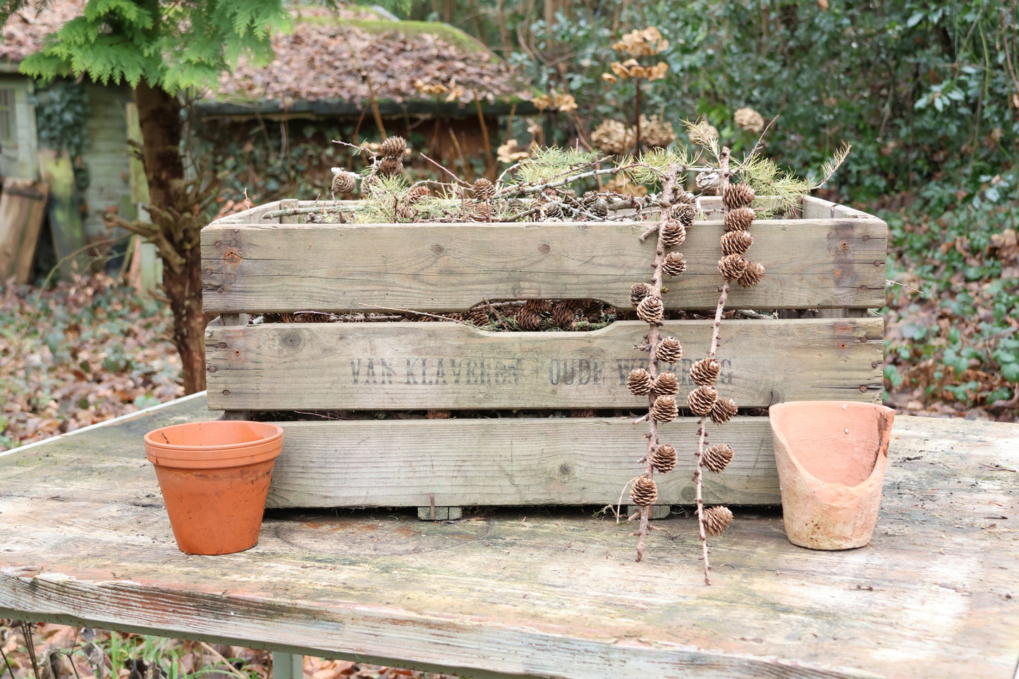 Alte Holzkiste mit Lärchenzapfen, Lärchenzapfen komplett mit XXL Holzkiste, Lärche für DIY Projekt, Dekokiste prall gefüllt mit Lärche, DIY