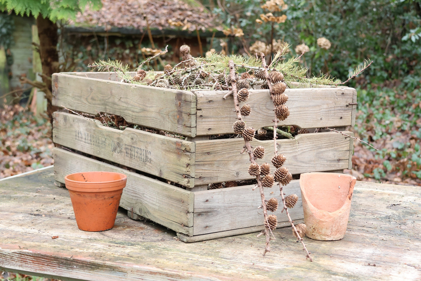 Alte Holzkiste mit Lärchenzapfen, Lärchenzapfen komplett mit XXL Holzkiste, Lärche für DIY Projekt, Dekokiste prall gefüllt mit Lärche, DIY