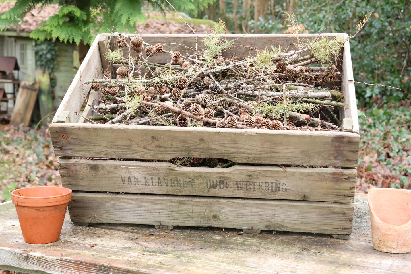 Alte Holzkiste mit Lärchenzapfen, Lärchenzapfen komplett mit XXL Holzkiste, Lärche für DIY Projekt, Dekokiste prall gefüllt mit Lärche, DIY