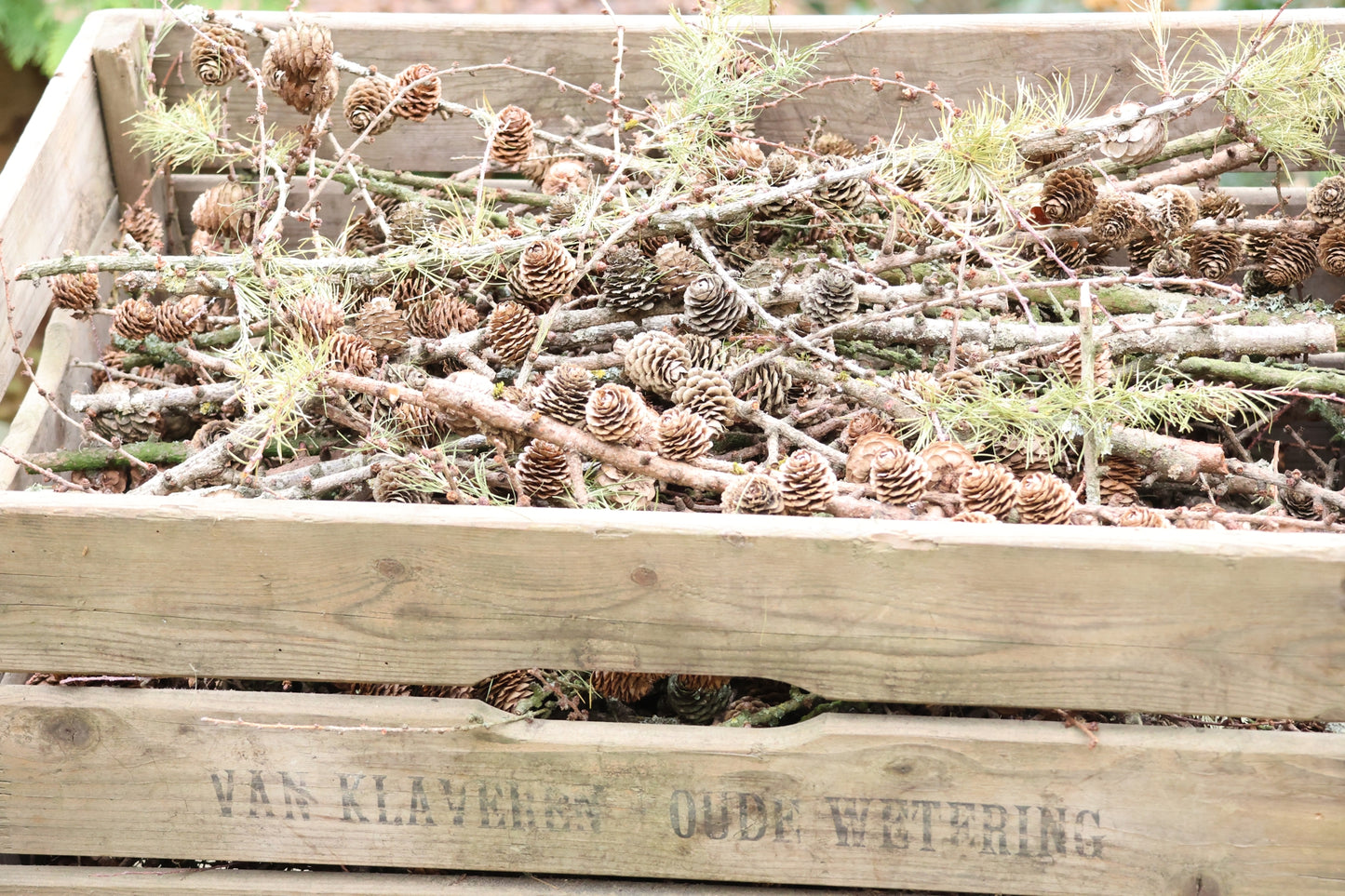 Alte Holzkiste mit Lärchenzapfen, Lärchenzapfen komplett mit XXL Holzkiste, Lärche für DIY Projekt, Dekokiste prall gefüllt mit Lärche, DIY