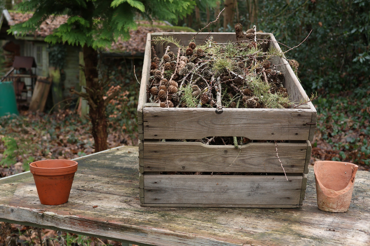 Alte Holzkiste mit Lärchenzapfen, Lärchenzapfen komplett mit XXL Holzkiste, Lärche für DIY Projekt, Dekokiste prall gefüllt mit Lärche, DIY