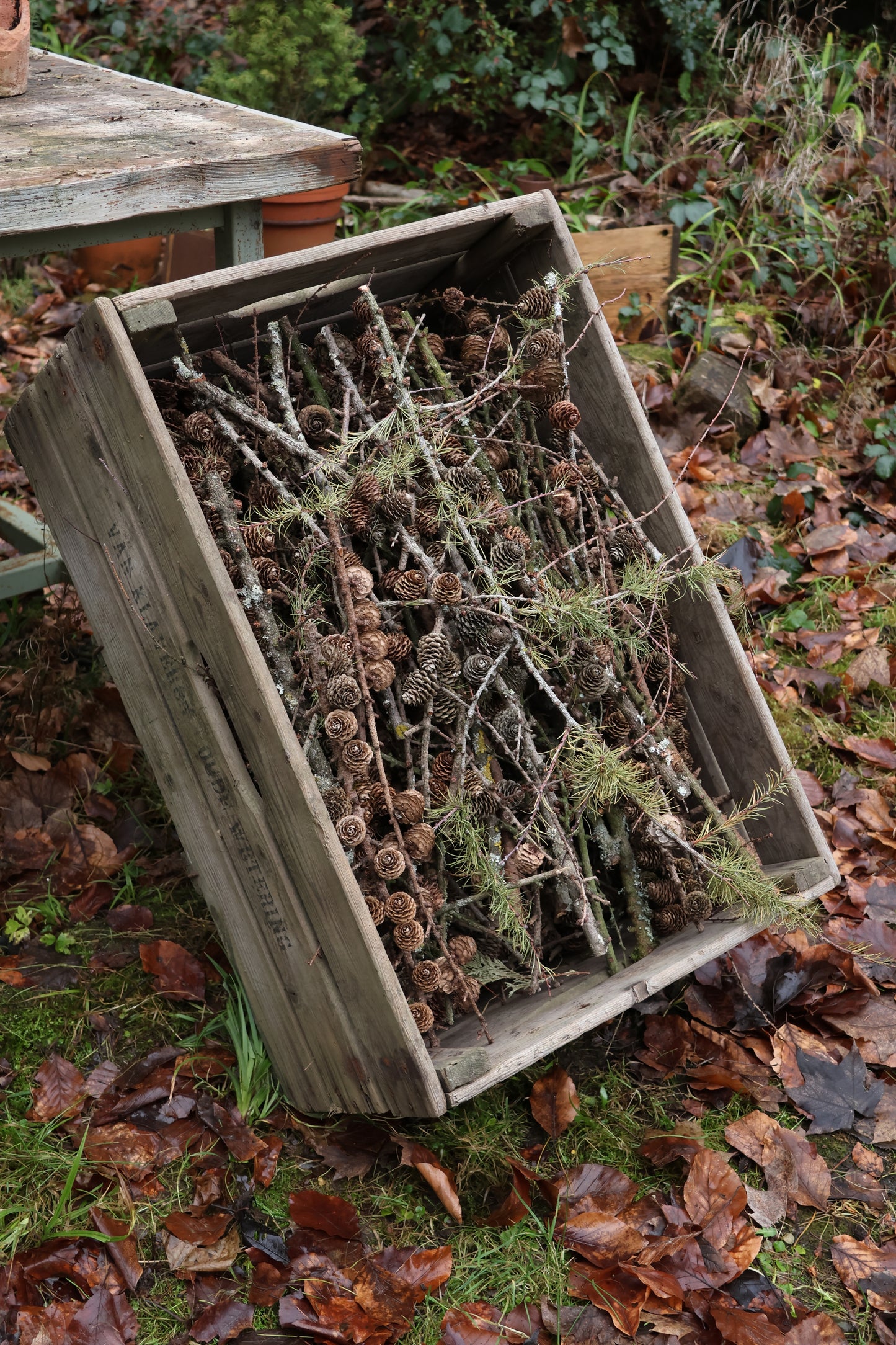 Alte Holzkiste mit Lärchenzapfen, Lärchenzapfen komplett mit XXL Holzkiste, Lärche für DIY Projekt, Dekokiste prall gefüllt mit Lärche, DIY