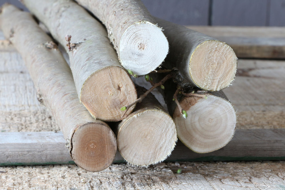 6 Stück Haselnussäste 2-3 cm dick, Bastelholz, Schnitzholz, Sitzäste, DIY-Zubehör, Haselnusszweige, Holz Requisiten, Stöcke für Stockbrot