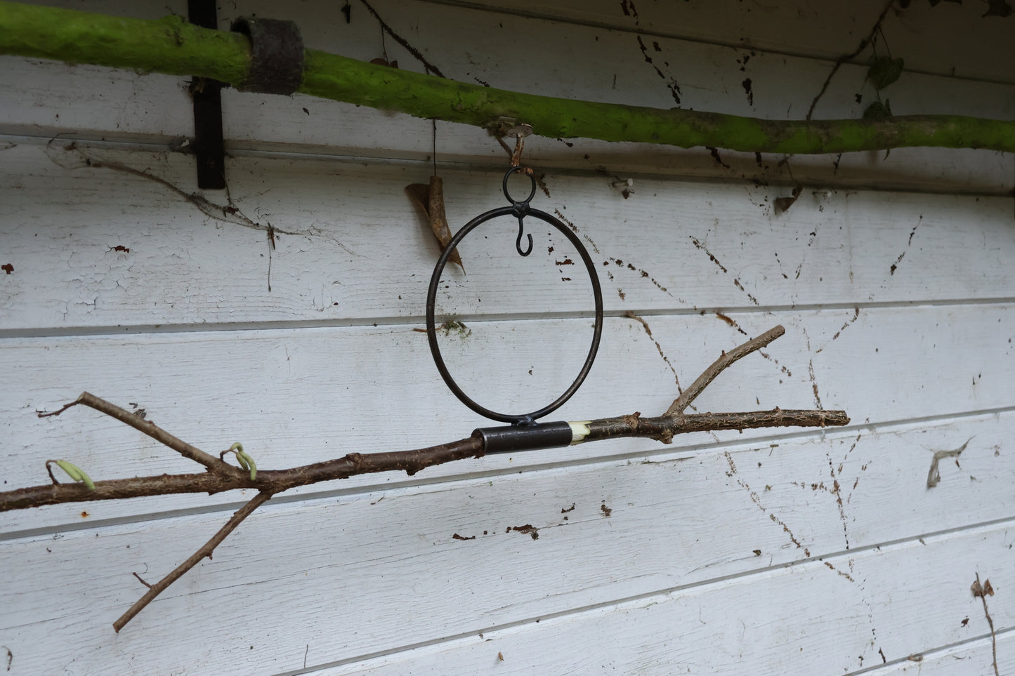 Meisenknödelring zum hängen