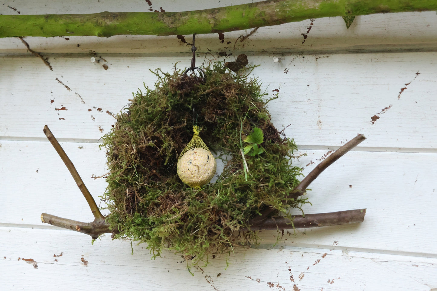 Meisenknödelring zum hängen