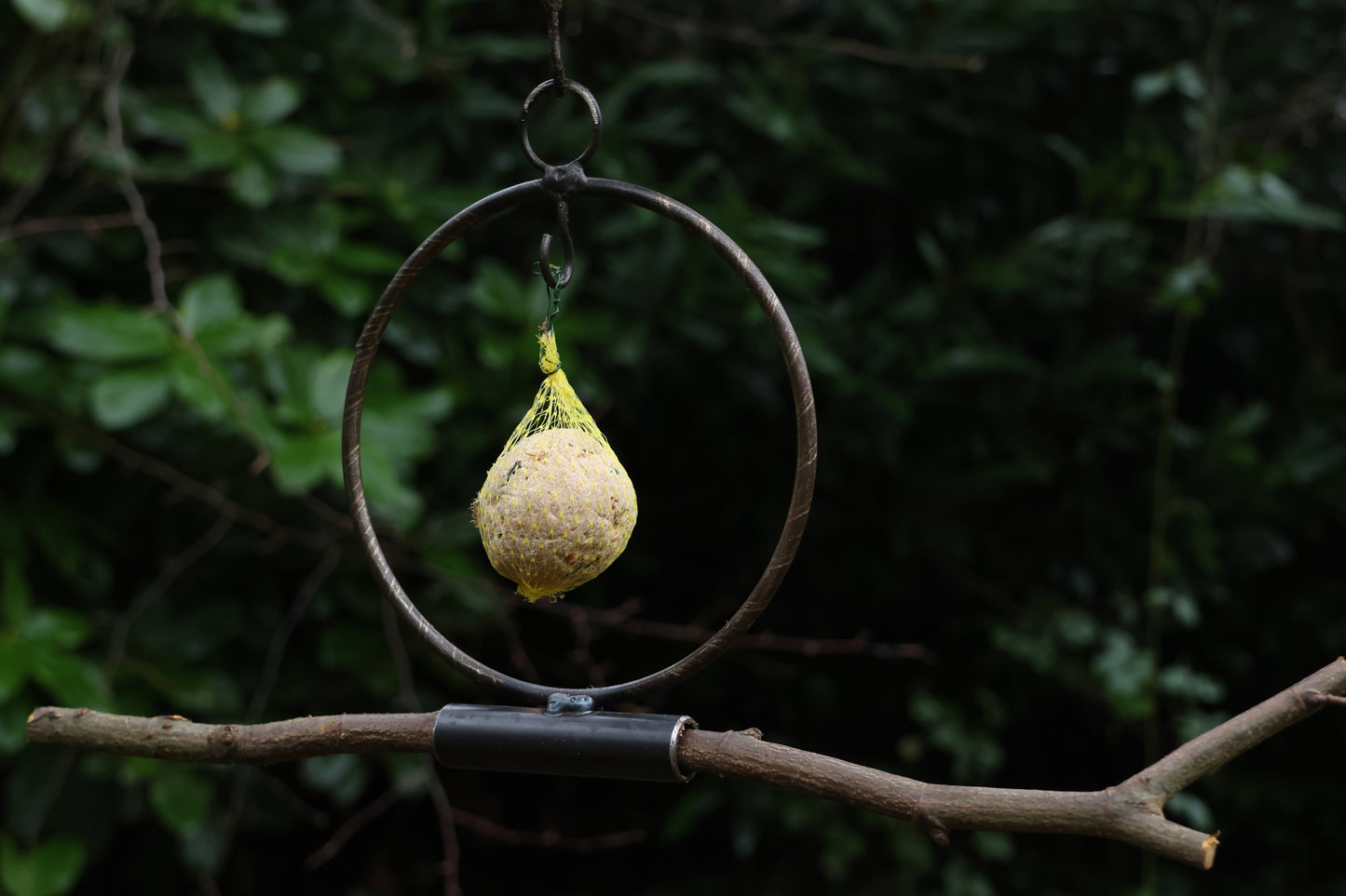 Meisenknödelring zum hängen