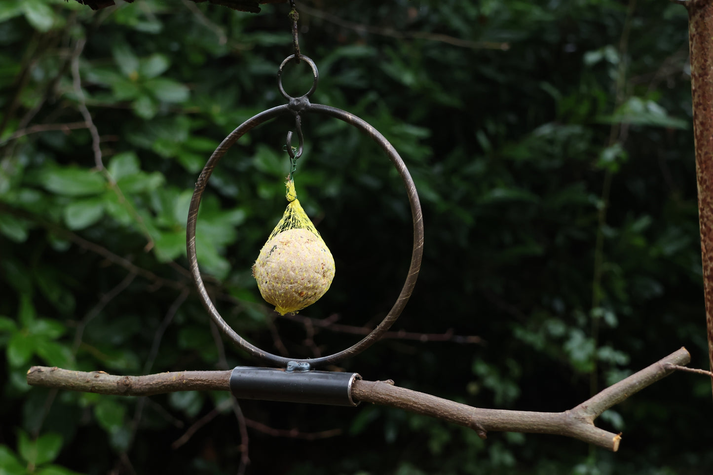 Meisenknödelring zum hängen
