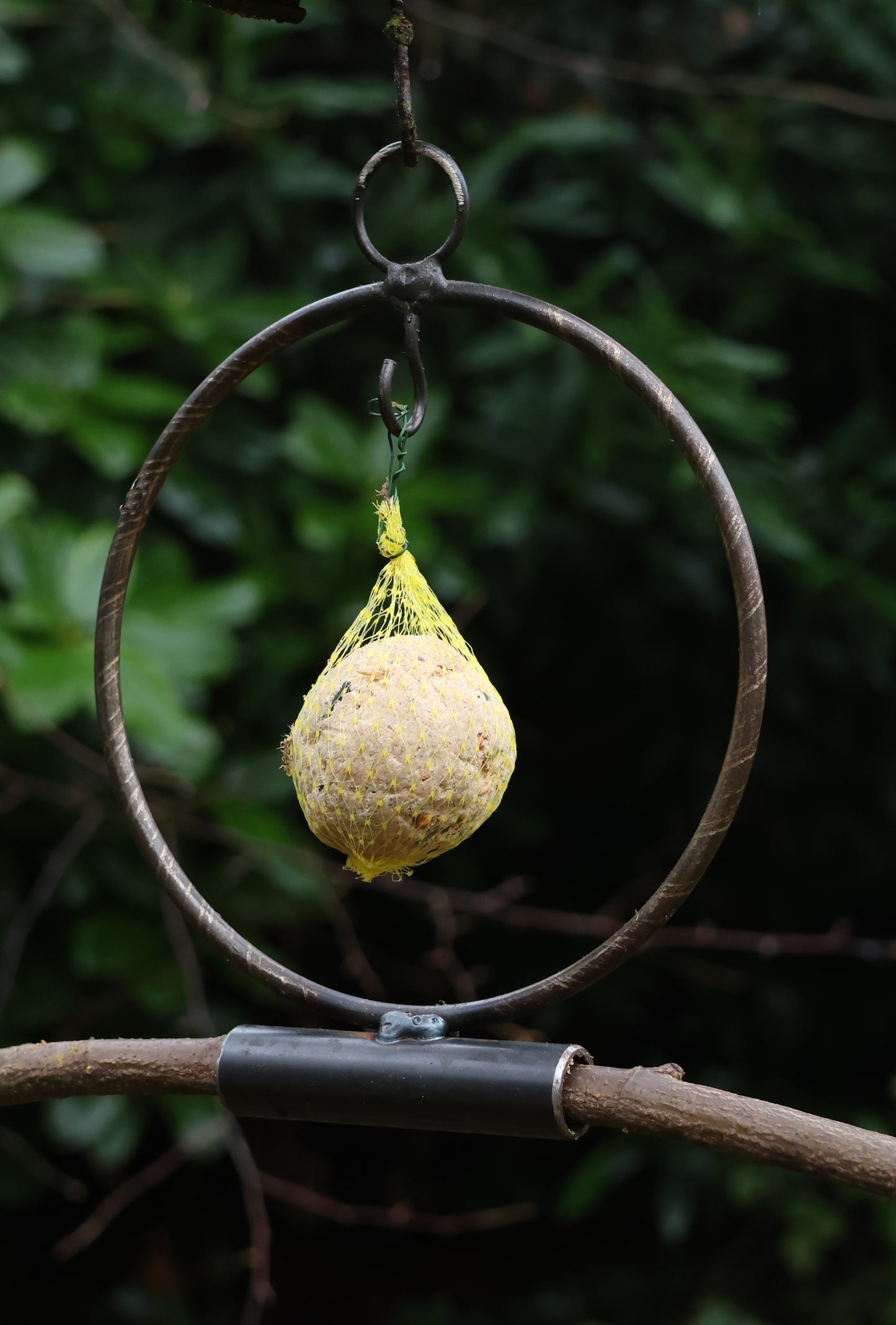 Meisenknödelring zum hängen