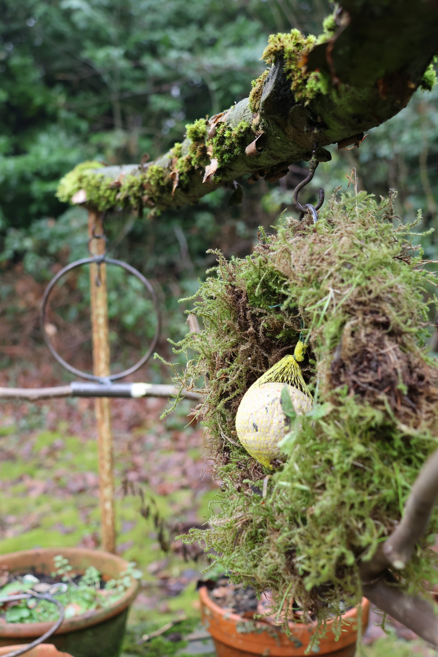 Meisenknödelring zum hängen