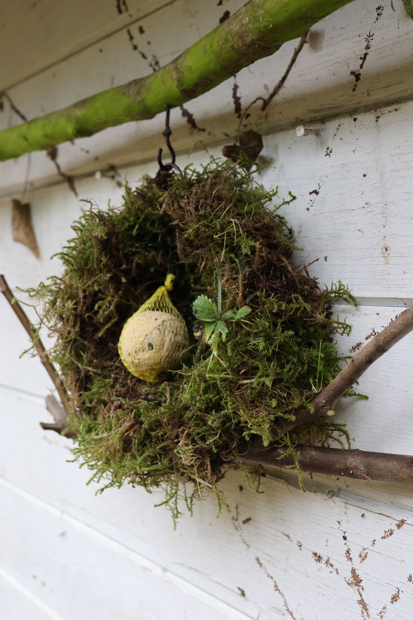 Meisenknödelring zum hängen