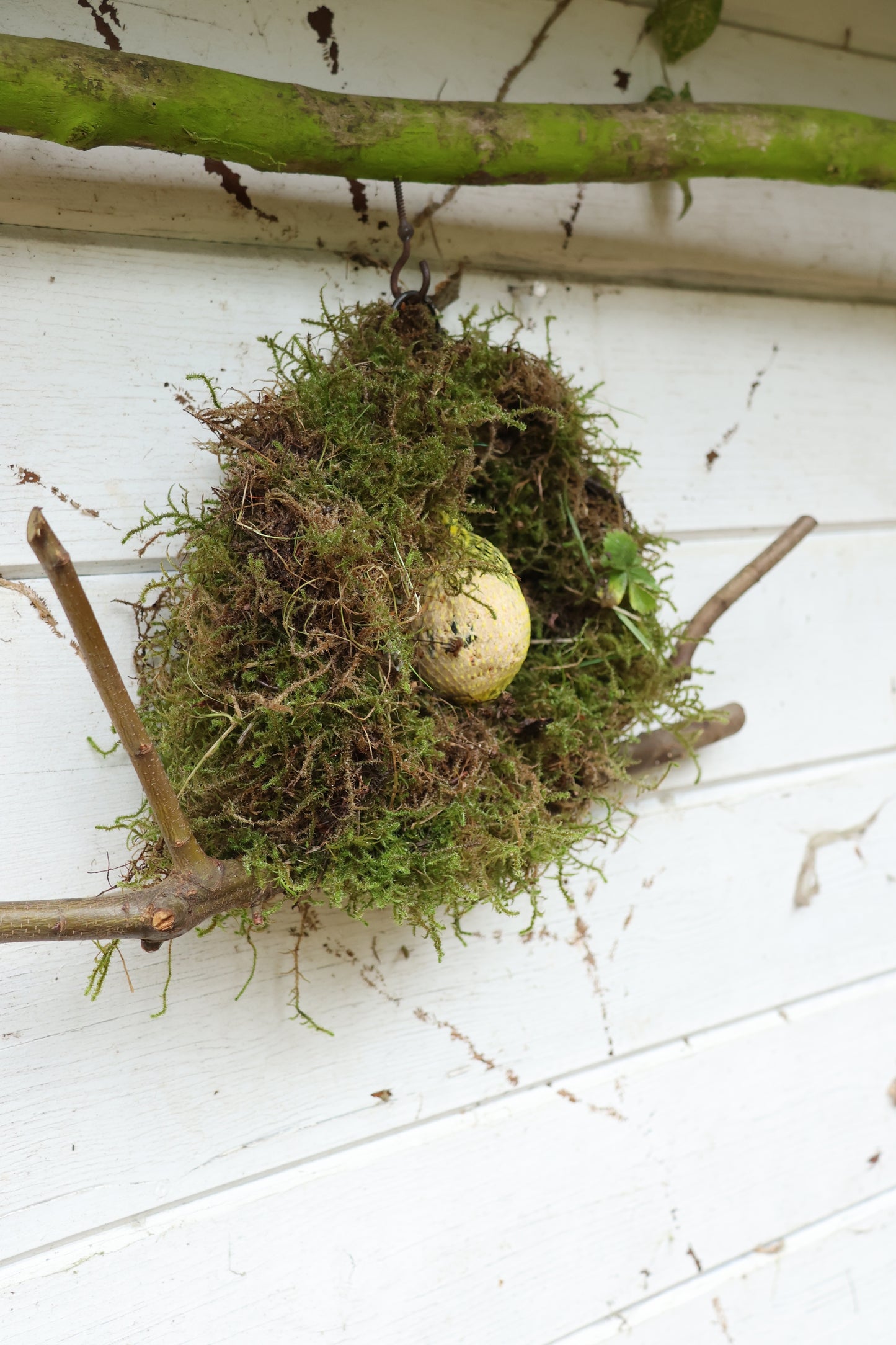 Meisenknödelring zum hängen