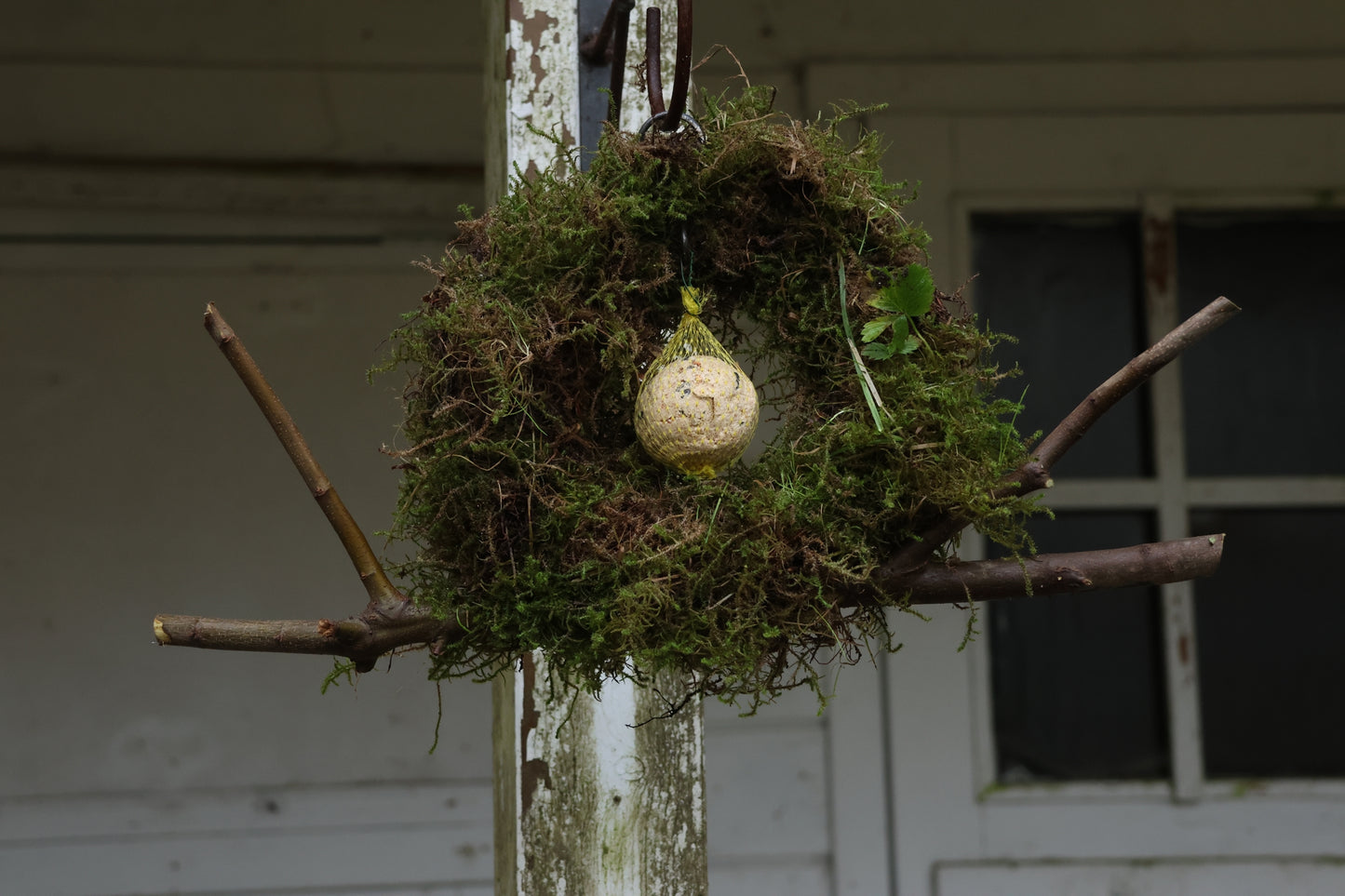 Meisenknödelring zum hängen