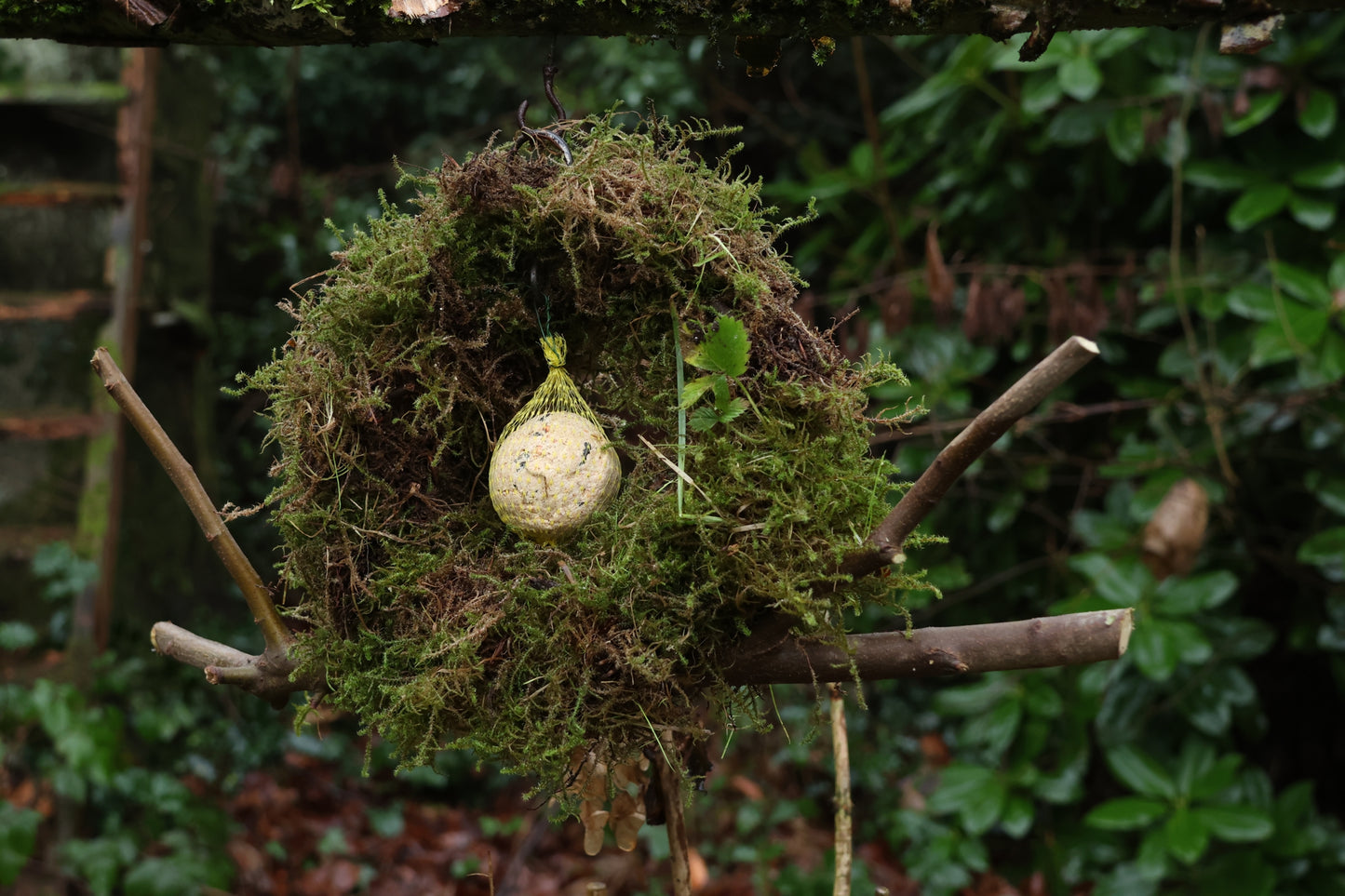 Meisenknödelring zum hängen