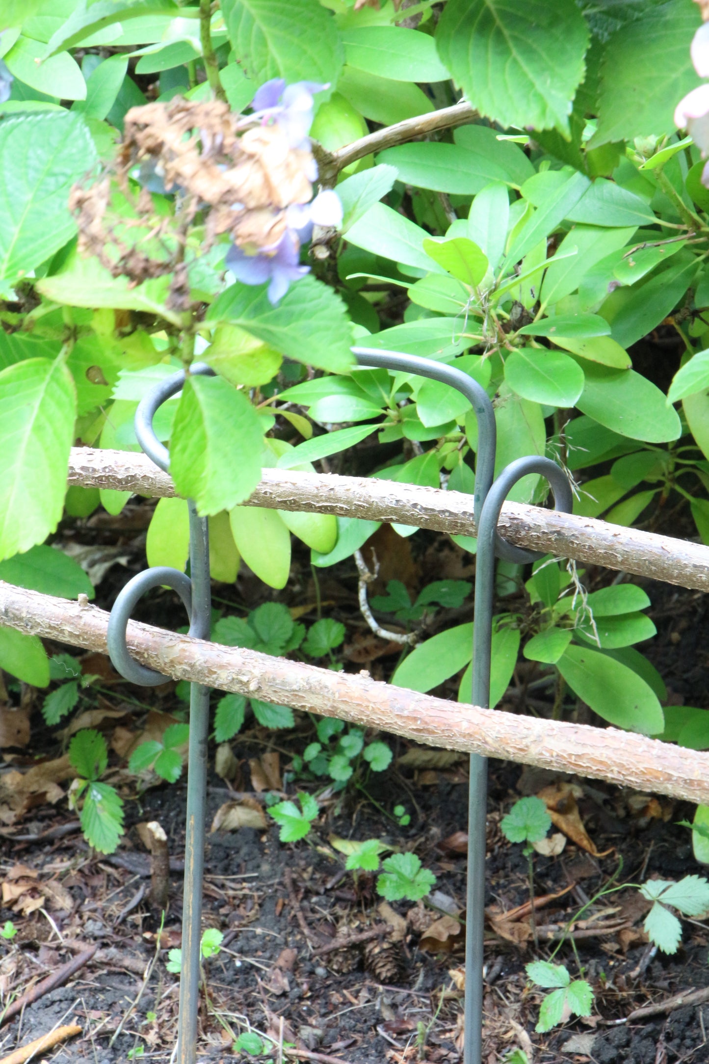 Staudenhalter halbrund mit Auge - verschiedene Breiten
