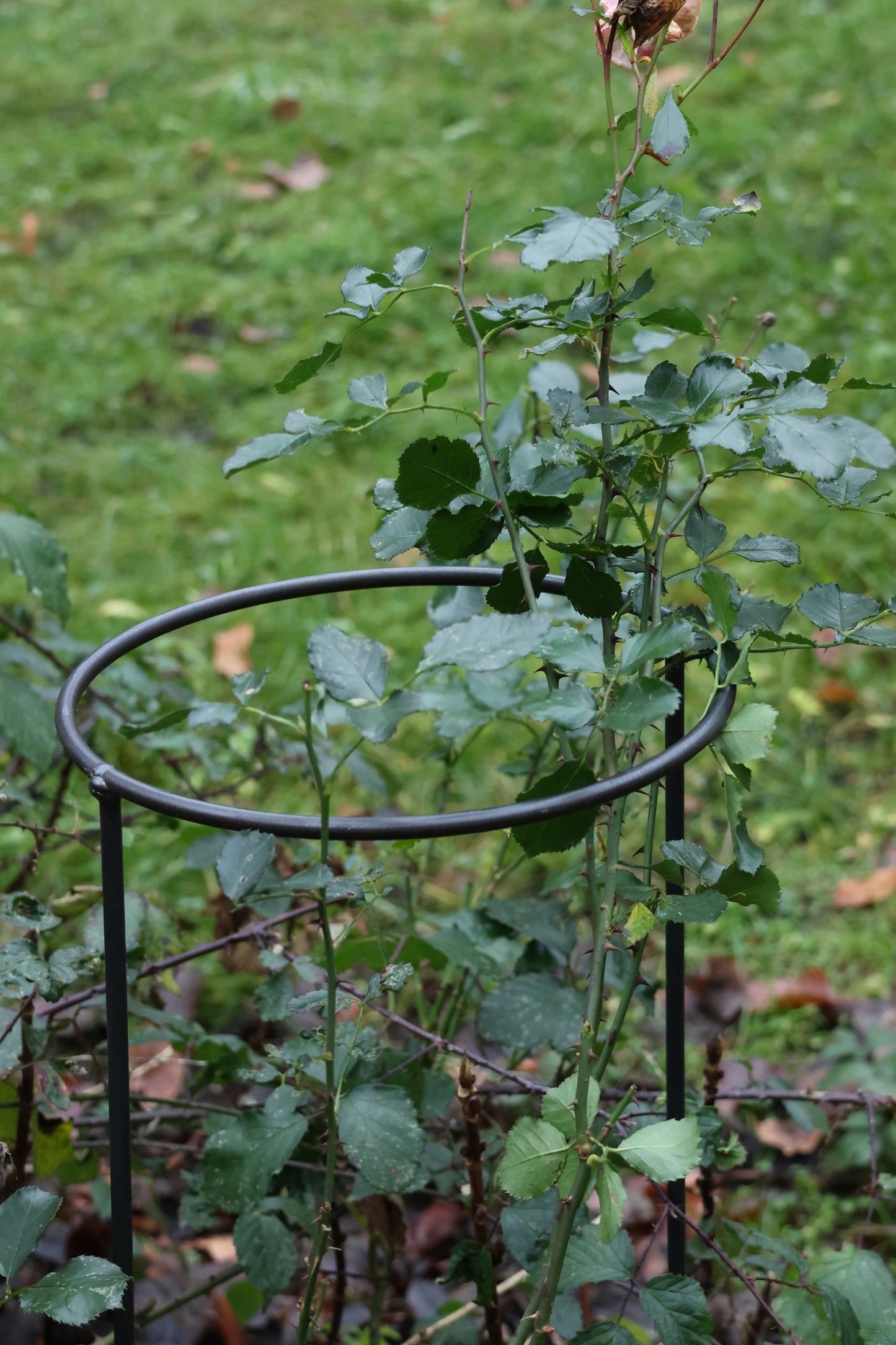 2 er Set Staudenhalter, Blütenstütze, Strauchstütze, Dahlienstütze - verschieden Höhen