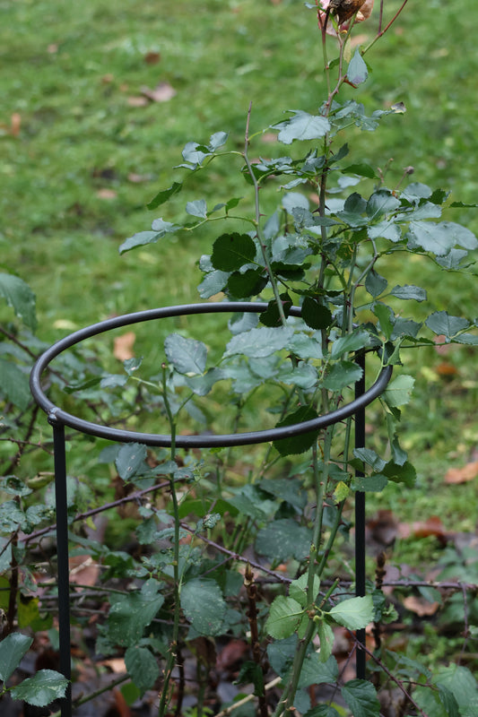 2 er Set Staudenhalter, Blütenstütze, Strauchstütze, Dahlienstütze - verschieden Höhen