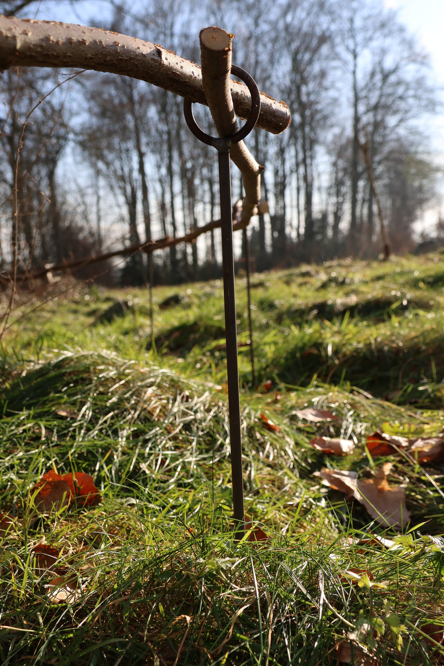 5 Stück Staudenhalter - 1 Ring verschweißt - verschiedene Längen,  Beetbegrenzer, Zaun