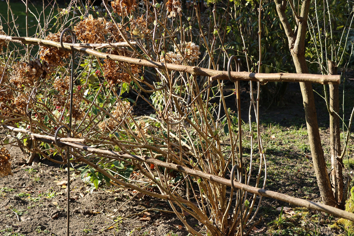 5 Stück Staudenhalter 2-Auge,  verschiedene Längen, Blumenstütze, Beetbegrenzer,