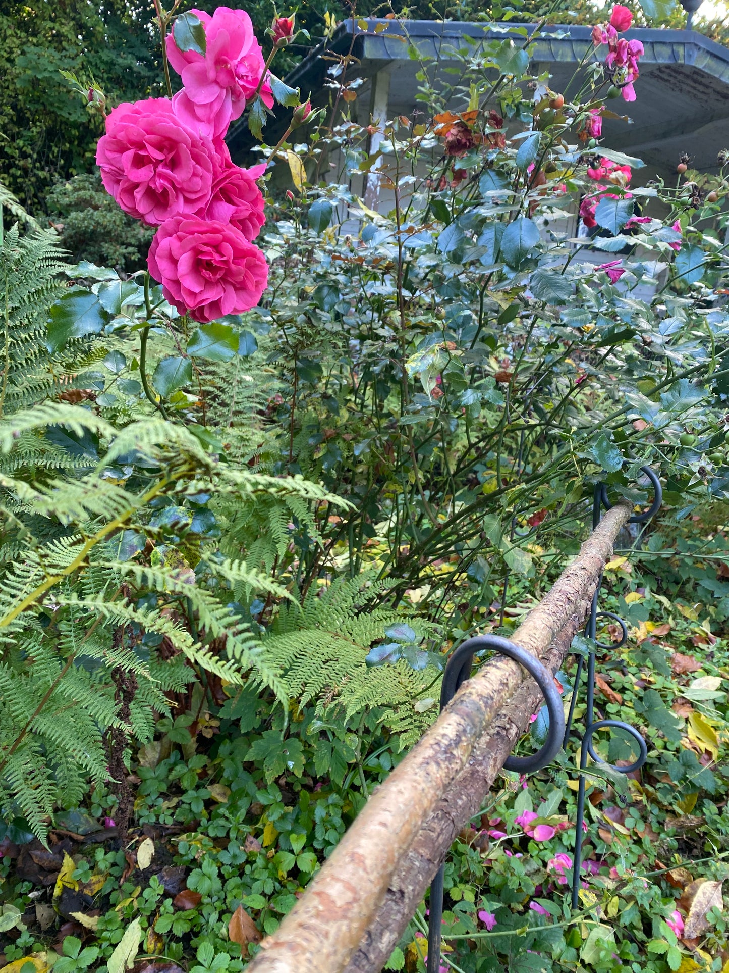 5 Stück Staudenhalter 2-Auge,  verschiedene Längen, Blumenstütze, Beetbegrenzer,