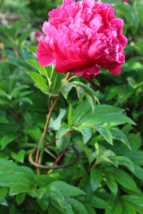 5 Stück Blütenstütze, 6 mm Volleisen, verschiedene Längen, Staudenhalter, Stützstab für Blüten,