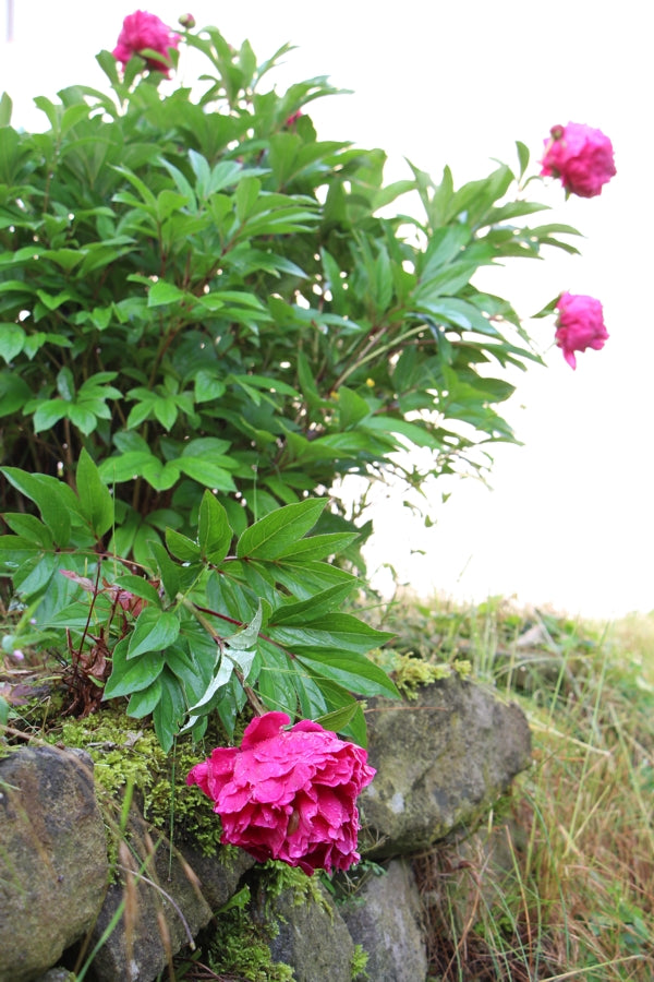 5 Stück Blütenstütze, 6 mm Volleisen, verschiedene Längen, Staudenhalter, Stützstab für Blüten,