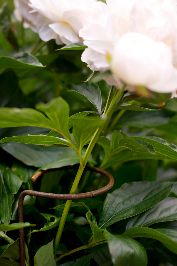 5 Stück Blütenstütze, 6 mm Volleisen, verschiedene Längen, Staudenhalter, Stützstab für Blüten,