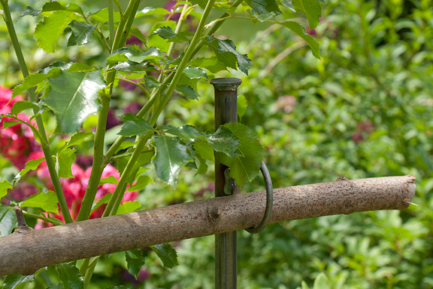 Staudenhalter, Beetbegrenzer, 1,50 Meter, Zaun, Rankhilfe für Beerenobst,  Gartenzaun, Beetrahmen, Strauchstütze, Rankhilfe, Rankgerüst,