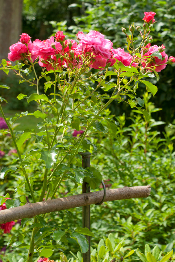 Staudenhalter, Beetbegrenzer, 1,50 Meter, Zaun, Rankhilfe für Beerenobst,  Gartenzaun, Beetrahmen, Strauchstütze, Rankhilfe, Rankgerüst,